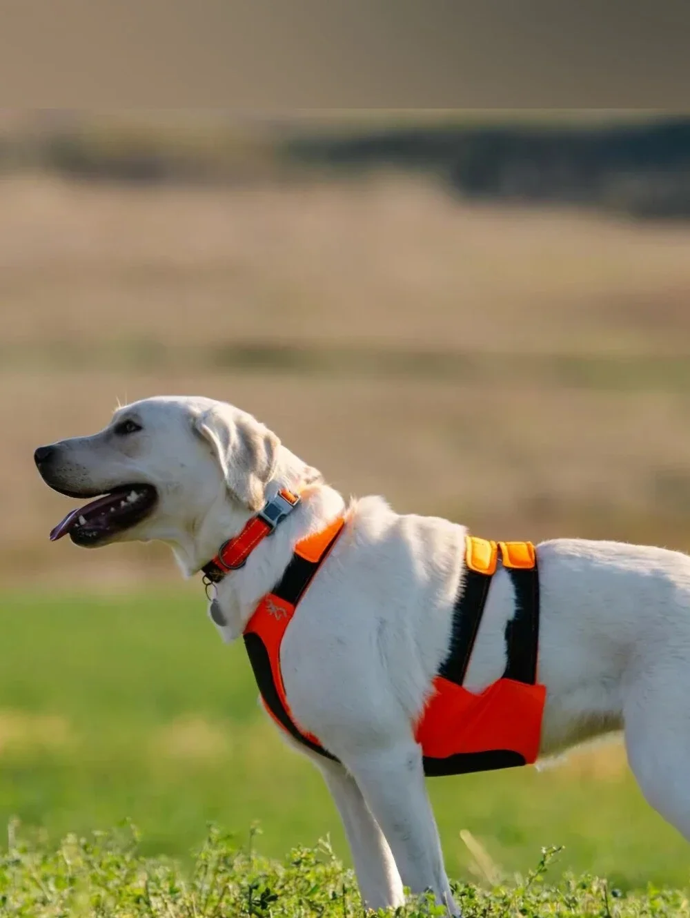 Browning Pet Products Chest Protection Vest Neoprene Reflective Orange/Black L